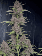 banana-punch-triploid-seeds-feminized-4