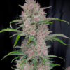 banana punch triploid seeds feminized