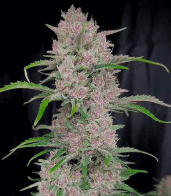 banana punch triploid seeds feminized