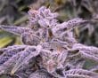 banana-punch-triploid-seeds-feminized-4