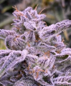 banana punch triploid seeds feminized