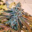 banana-punch-triploid-seeds-feminized-4