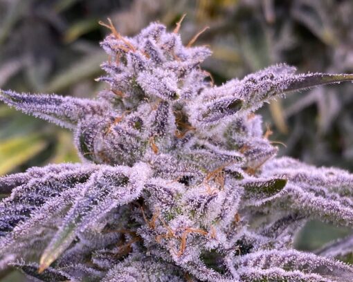 banana punch triploid seeds feminized