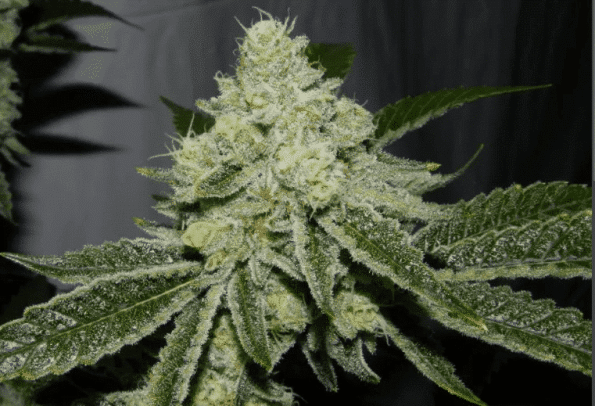 stardawg strain, stardawg seeds