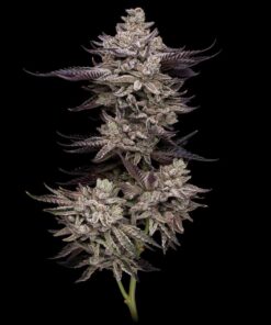 Jet Puft Feminized Cannabis Seeds