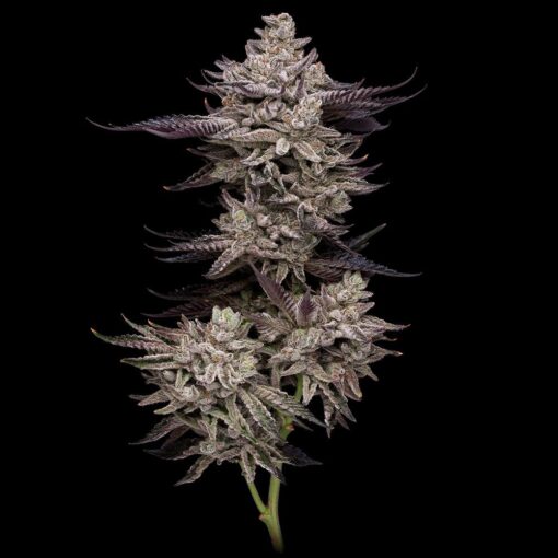 Jet Puft Feminized Cannabis Seeds