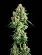 Inside Joke Feminized Cannabis Seeds by Compound Genetics