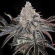 compound-genetics-perma-funk-feminized-cannabis-seeds