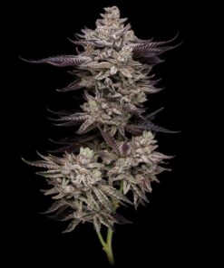 permafunk by compound genetics