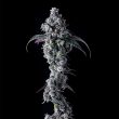compound-genetics-uk-riot-feminized-seeds