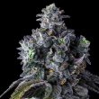 compound-genetics-uk-riot-feminized-seeds