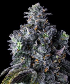 UK Riot Female Cannabis Seeds By Compound Genetics