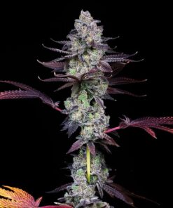 Wildcard Female Cannabis Seeds