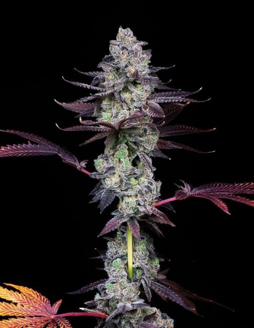 Wildcard Female Cannabis Seeds