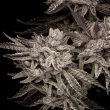 compound-genetics-el-valle-haze-feminized-cannabis-seeds