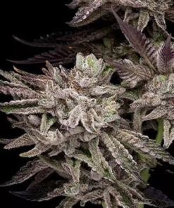 el valle haze seeds compound genetics