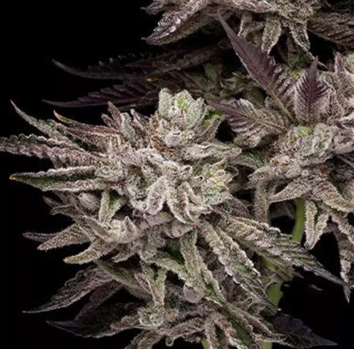 el valle haze seeds compound genetics