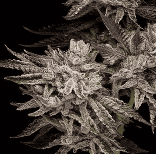 el-valle-haze-cannabis-strain-compound-genetics-weed-seeds el valle haze seeds compound genetics