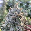 frosted-guava-triploid-seeds-2
