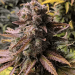 frosted-guava-triploid-seeds-2