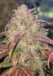 frosted-guava-triploid-seeds-2
