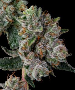 Glue 31 Feminized Cannabis Seeds