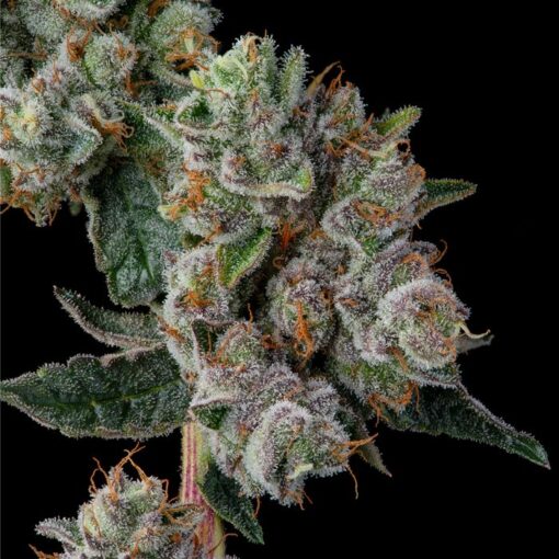 Glue 31 Feminized Cannabis Seeds