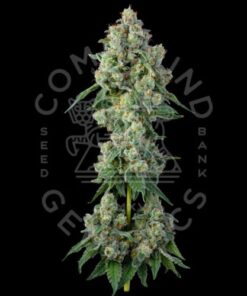 High-quality Inside Joke Feminized Seeds by Compound Genetics