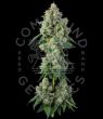 Inside Joke Feminized Cannabis Seeds by Compound Genetics