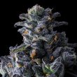 compound-genetics-uk-riot-feminized-seeds