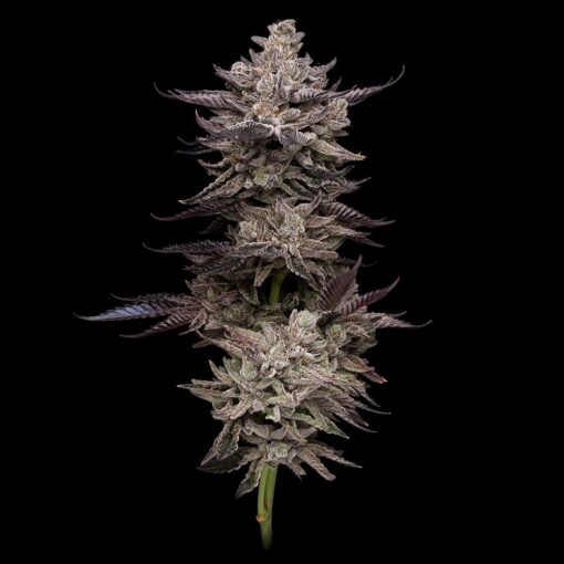 permafunk by compound genetics