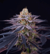 rotten-apple-triploid-seeds-feminized-love-cannabis-2