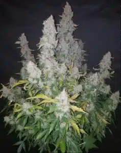 growing stardawg auto seeds