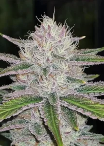 Stardawg strain buds with dense frosty trichomes and bright green colouring