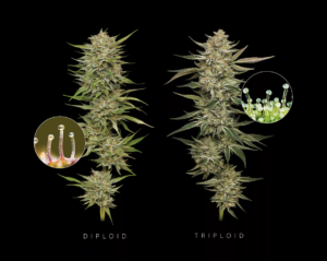 triploid cannabis seeds vs diploid cannabis seeds