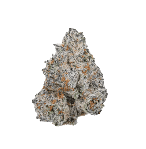 white-truffle-growers-choice-seeds-2 white truffle seeds from growers choice seeds