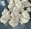 LIMITED EDITION White Truffle (Growers Choice Seeds)