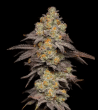 zerberry triploid seeds