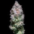 acai jelly strain seeds