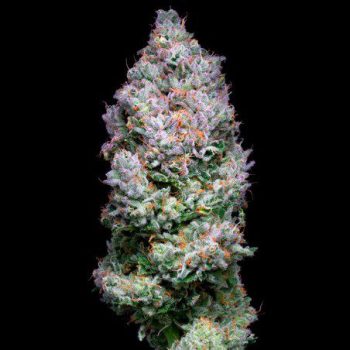 acai jelly strain seeds