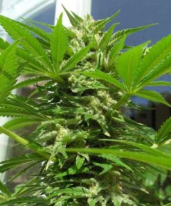 nirvana ak 48 feminized seeds usa delivery