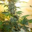 nirvana-ak48-feminized-cannabis-seeds-usa