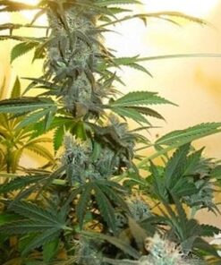 nirvana ak 48 feminized seeds