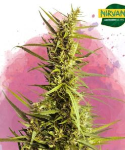 nirvana ak 48 feminized seeds