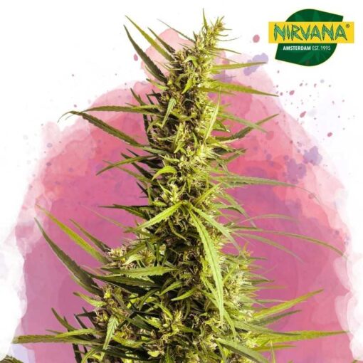 nirvana ak 48 feminized seeds