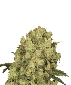 nirvana ak 48 feminized seeds