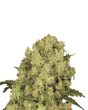 nirvana-ak48-feminized-cannabis-seeds-usa