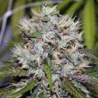 nirvana-auto-amnesia-seeds