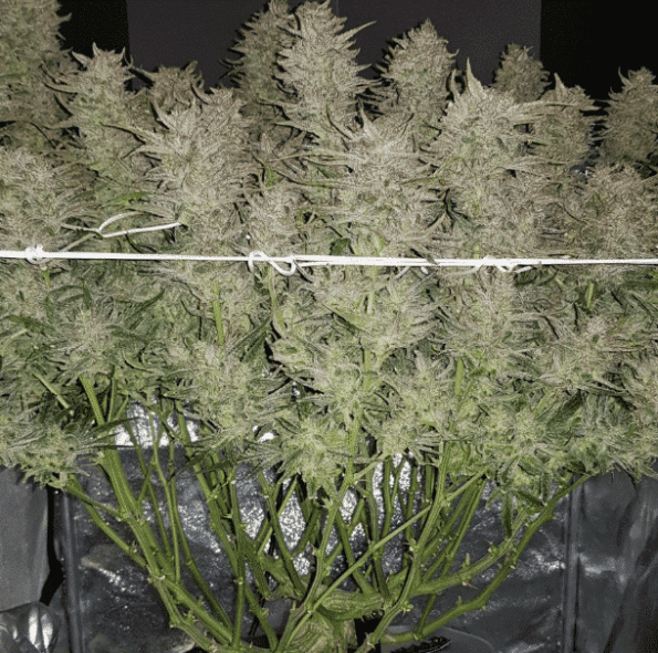 flavour-gang-auto-zmoothie auto zmoothie seeds