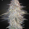 super lemon haze x pink candy by green house seeds feminized